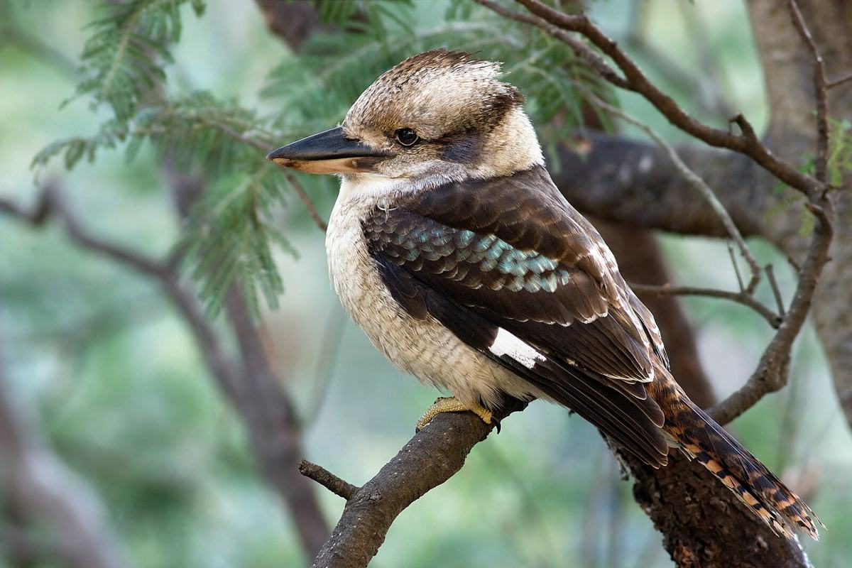 Kookaburra op een tak